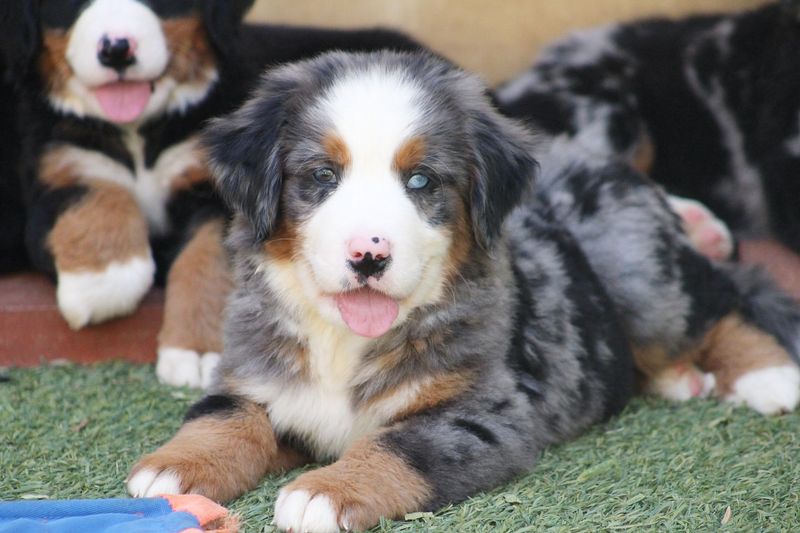 Bernese Mountain Dog