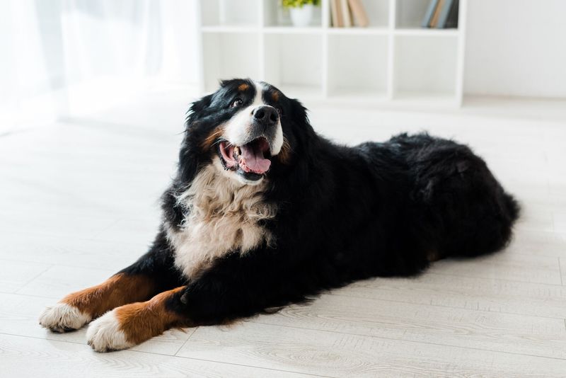 Bernese Mountain Dog