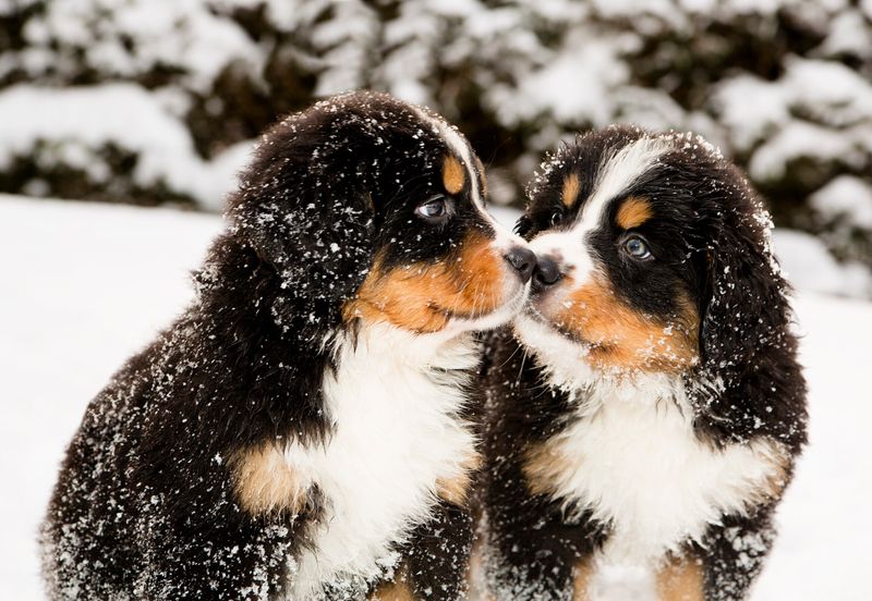 Bernese Mountain Dog