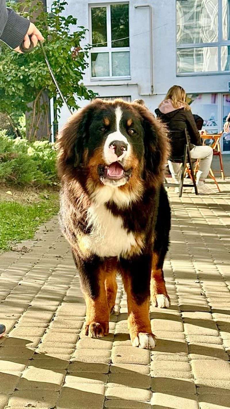 Bernese Mountain Dog