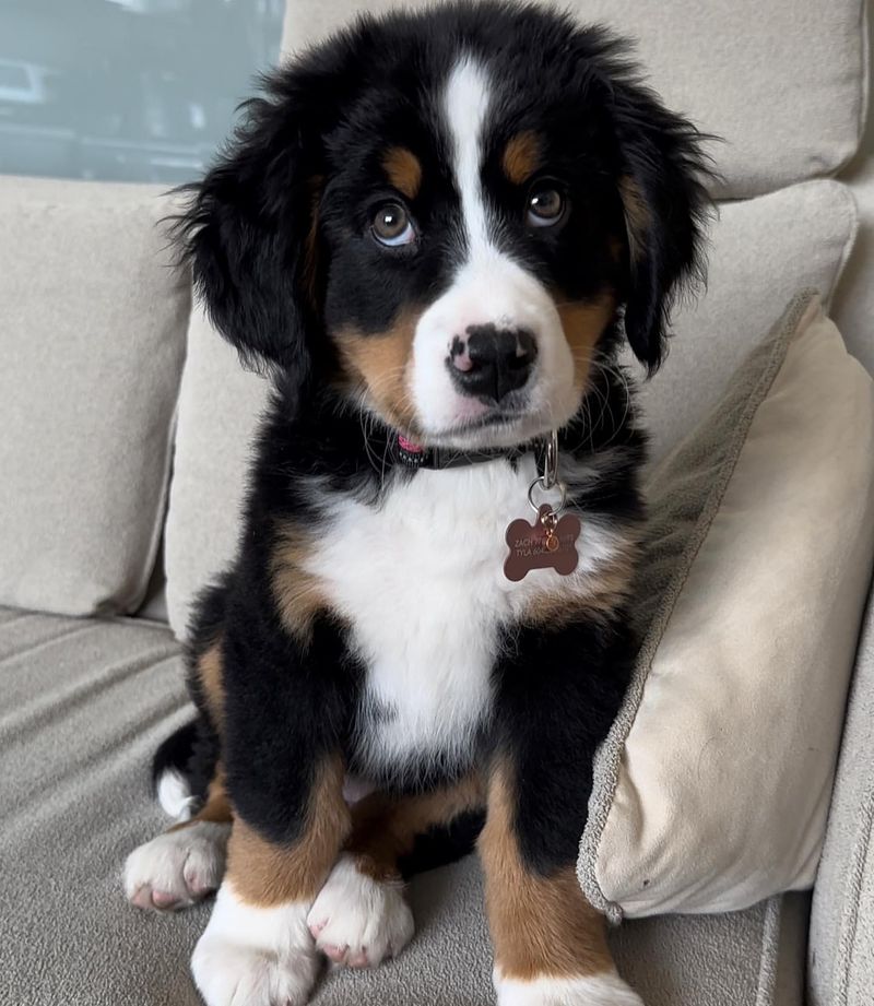 Bernese Mountain Dog