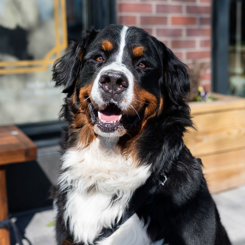 Bernese Mountain Dog