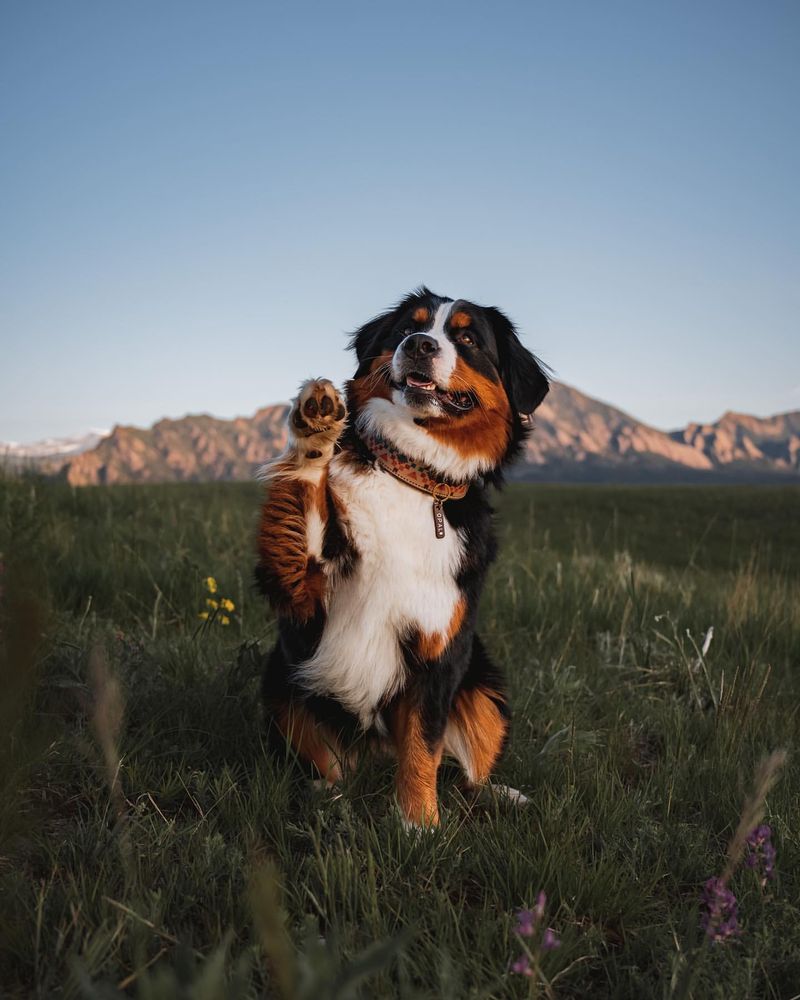 Bernese Mountain Dog