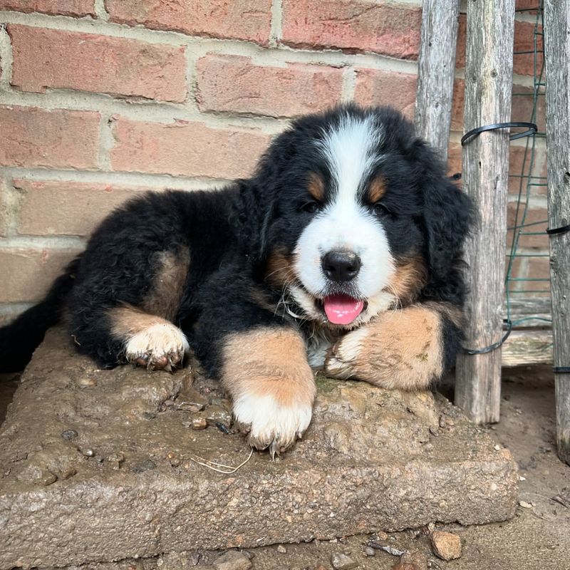 Bernese Mountain Dog