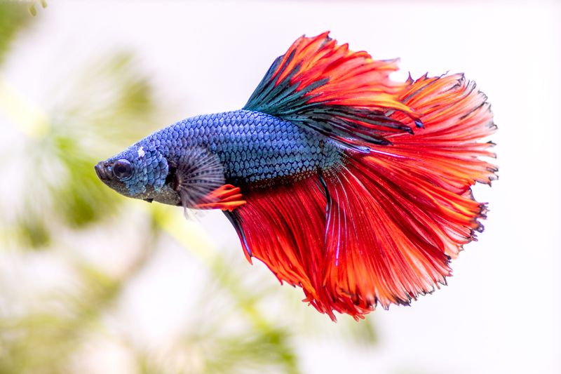 Betta Fish