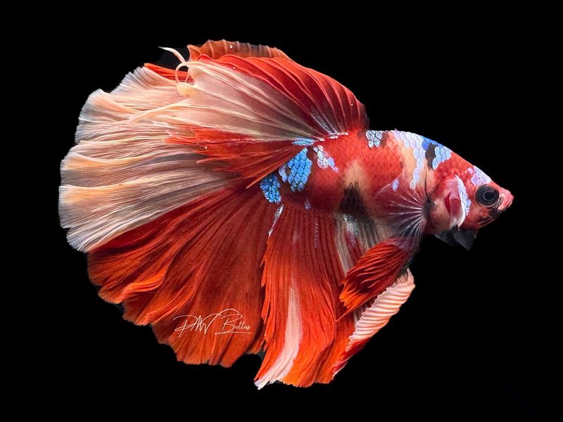 Betta Fish