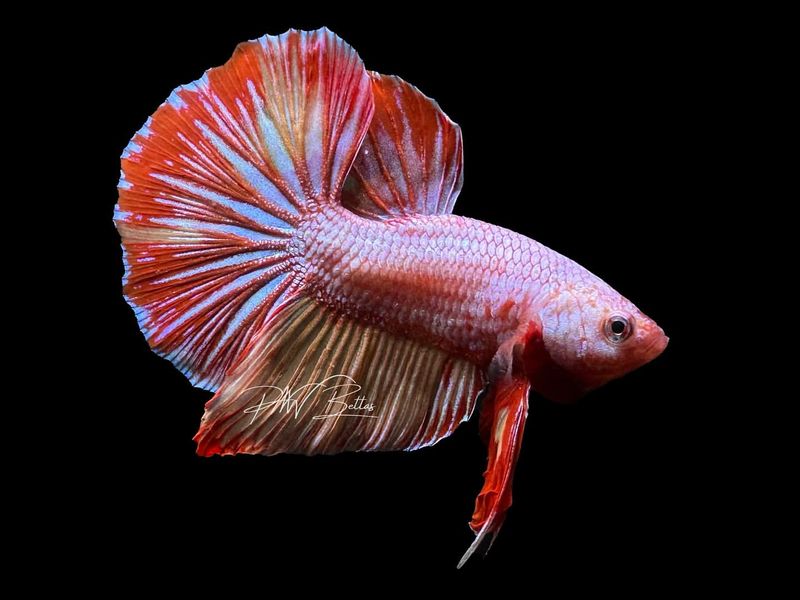 Betta Fish