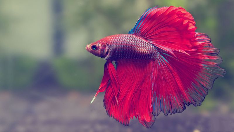 Betta Fish