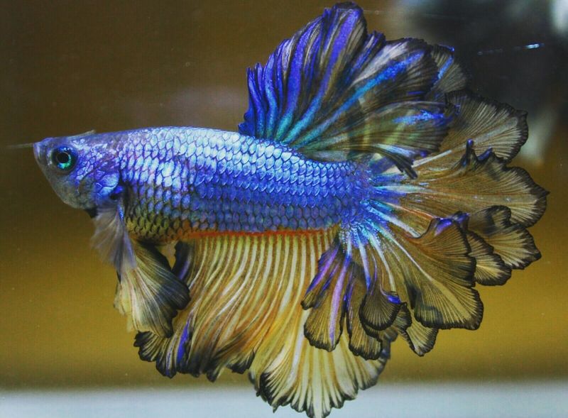 Betta Fish