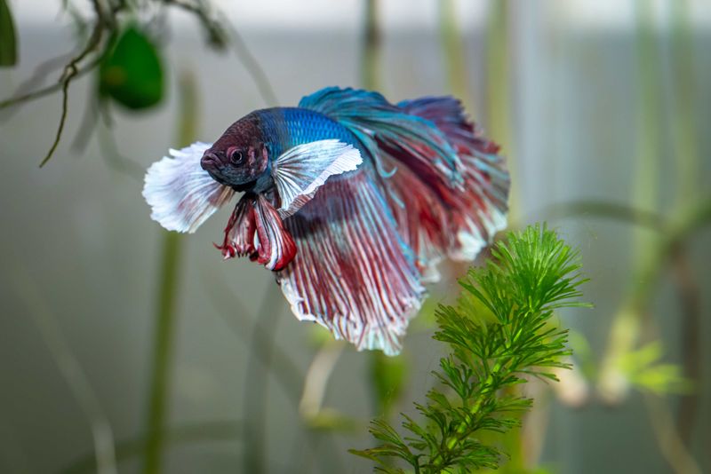 Betta Fish