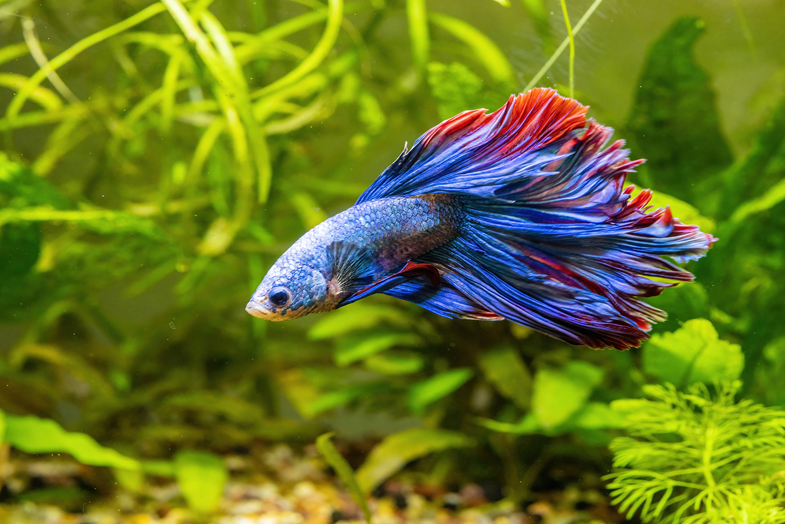 Betta Fish