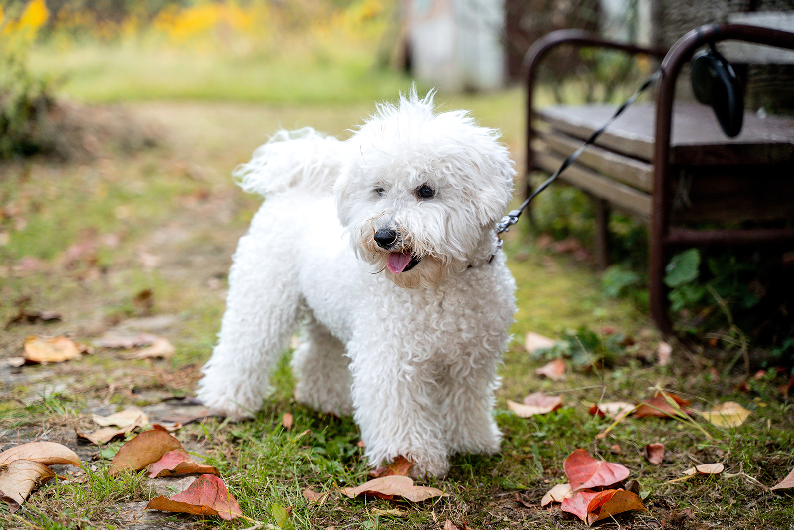 bichon frise