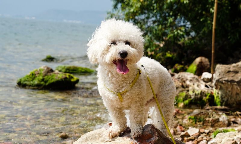 Bichon Frise