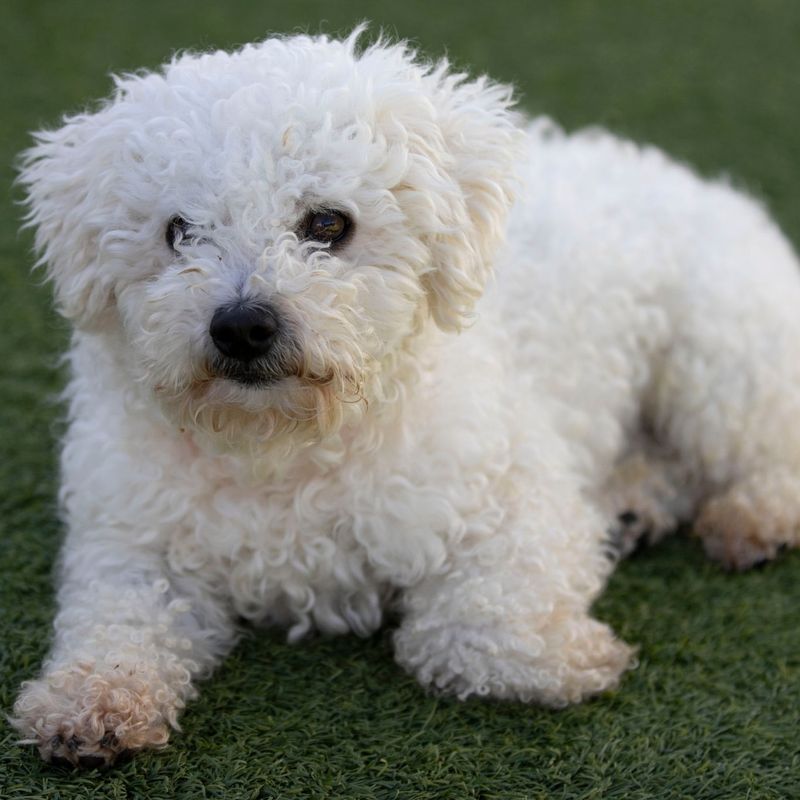 Bichon Frise