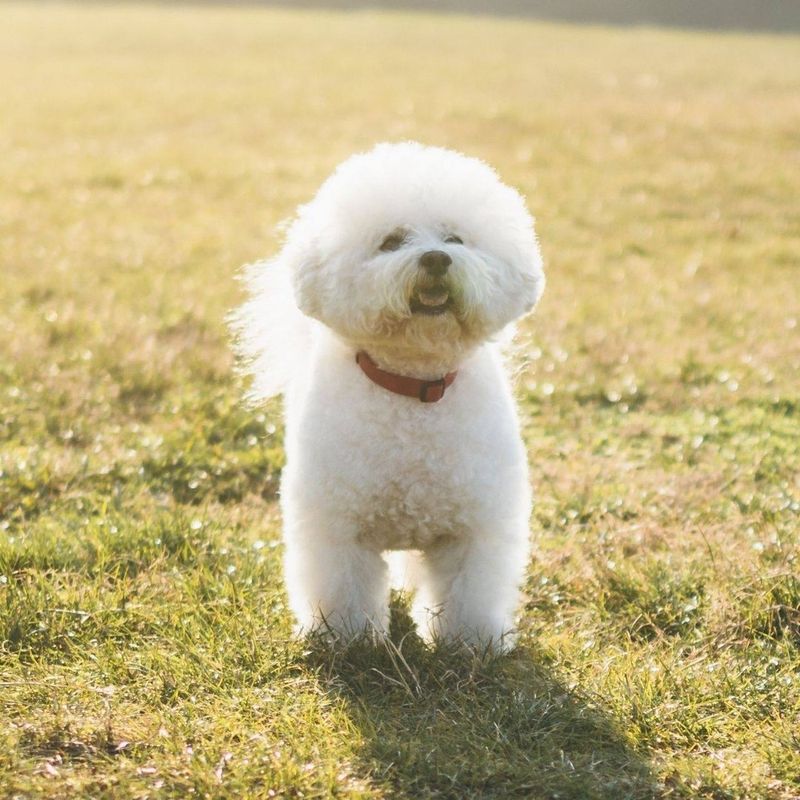 Bichon Frise