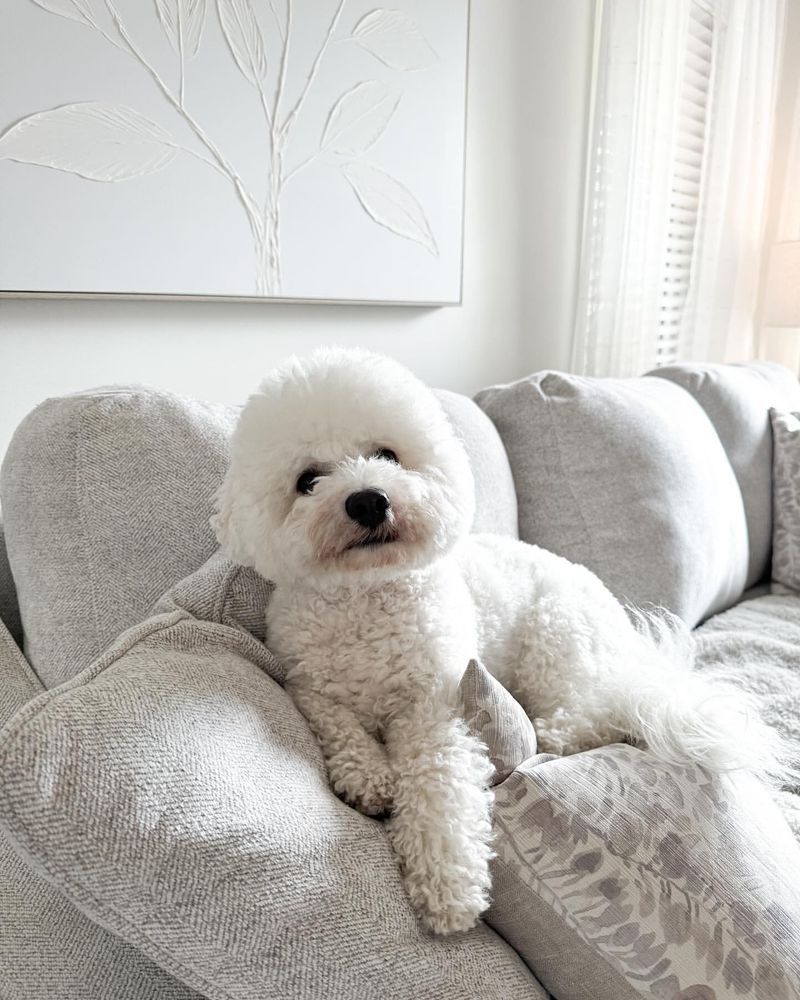 Bichon Frise