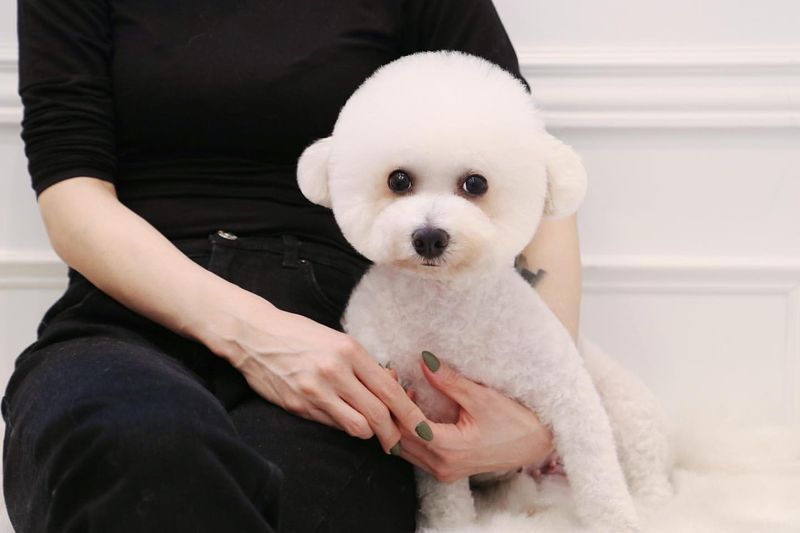 Bichon Frise