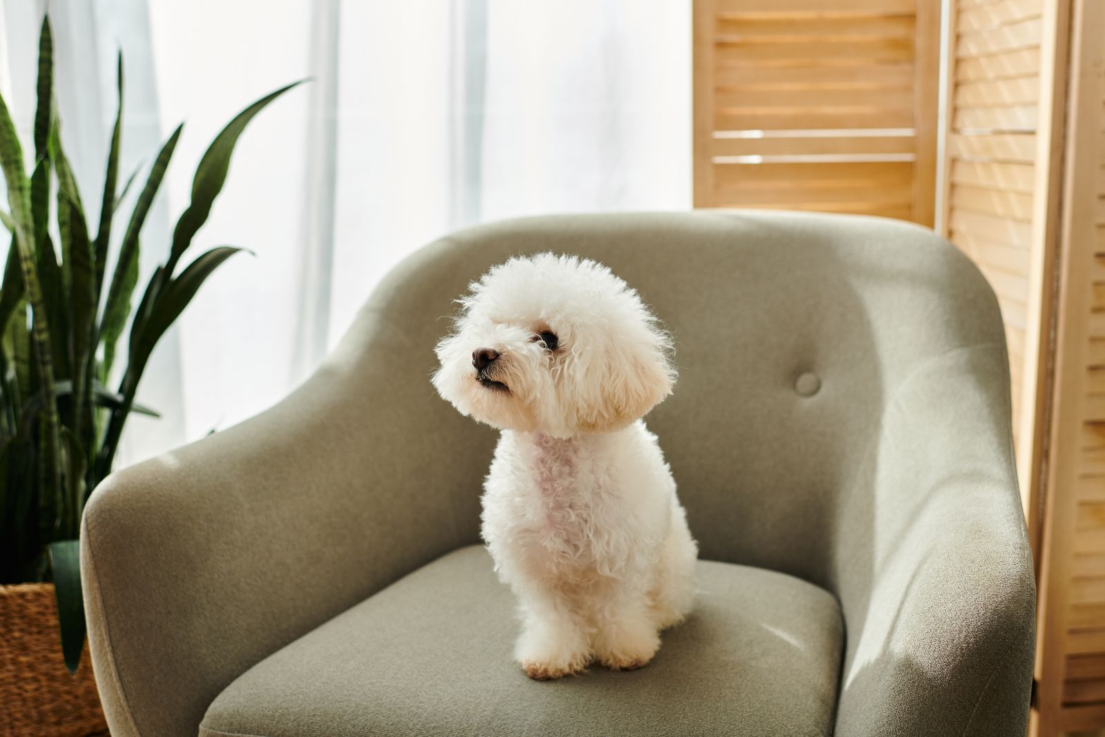 Bichon Frise