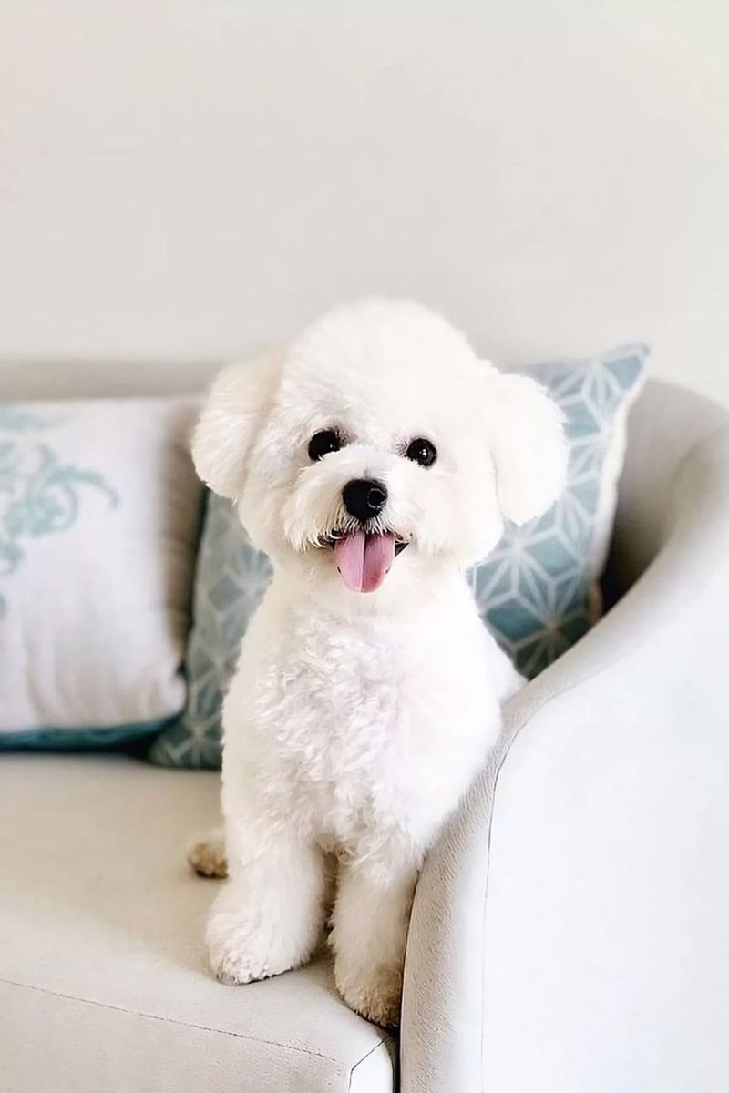 Bichon Frise