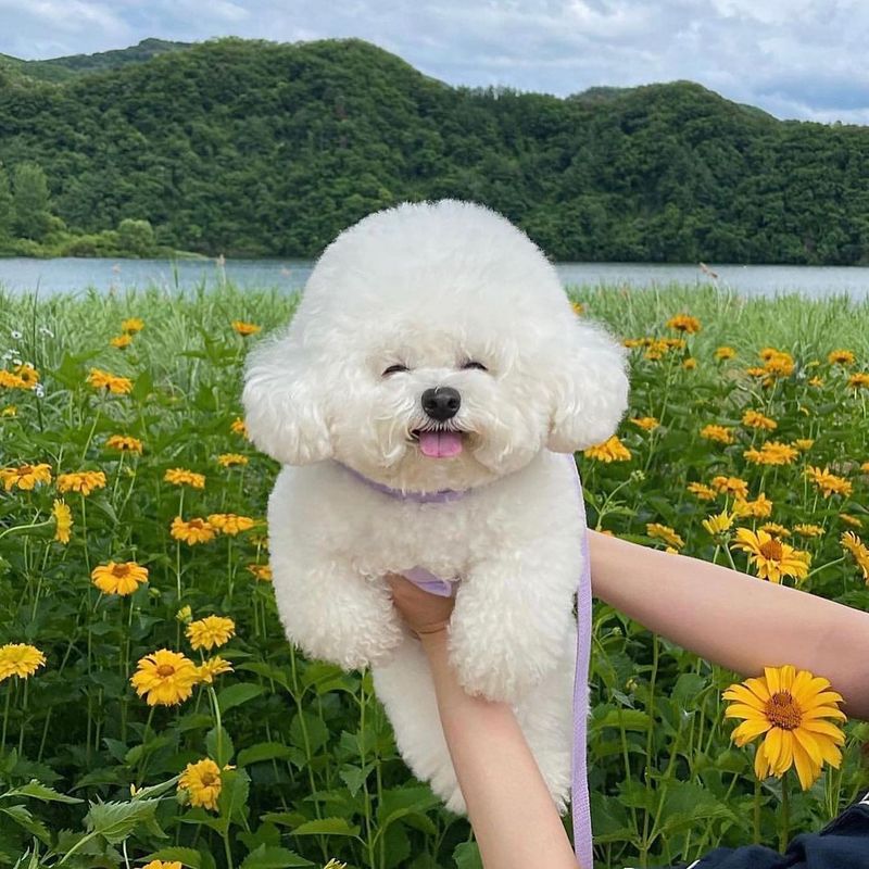 Bichon Frise