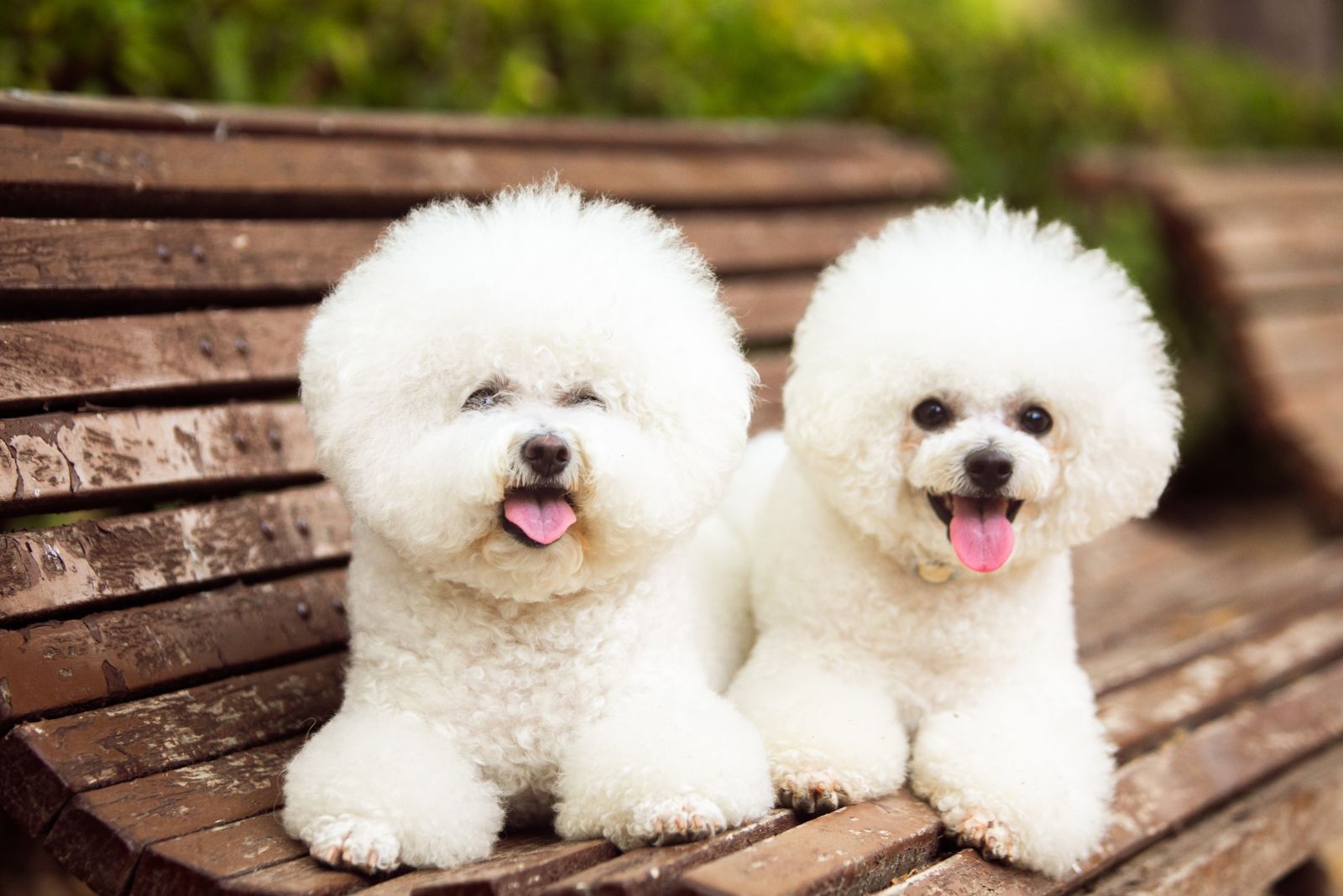 Bichon Frise