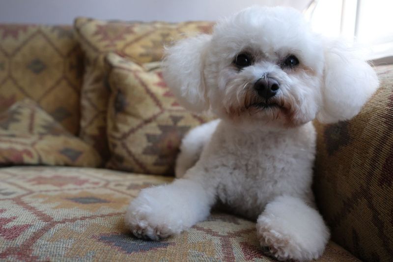 Bichon Frise