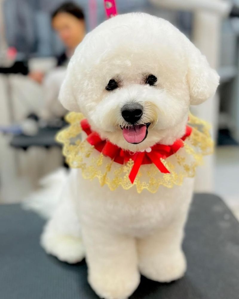 Bichon Frise