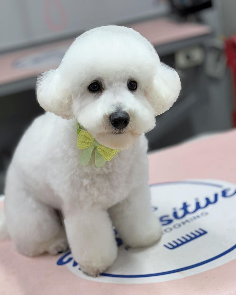 Bichon Frise