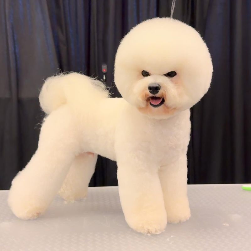 Bichon Frise