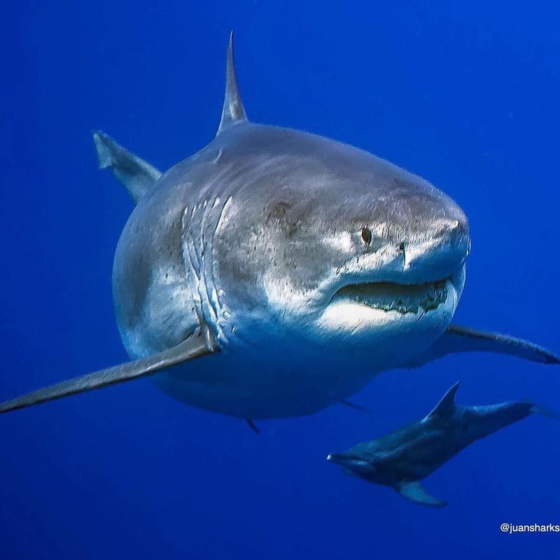 Big Blue Shark