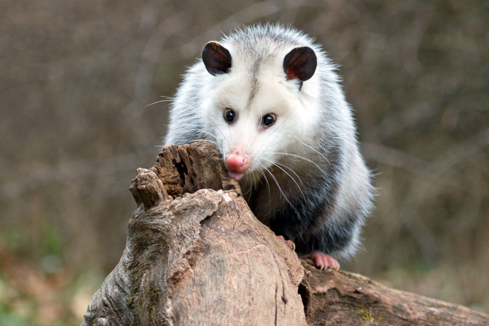 Big Opossum