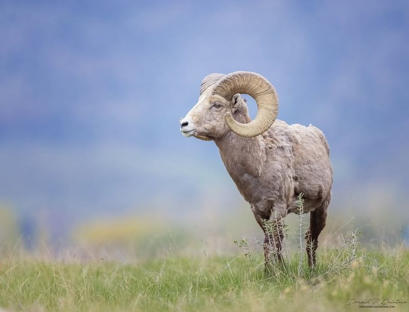 Bighorn Sheep