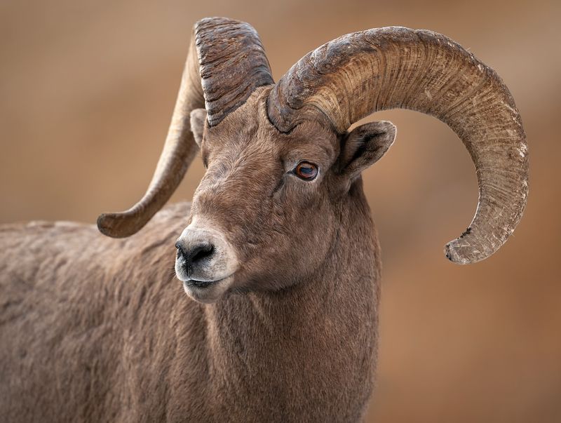 Bighorn Sheep