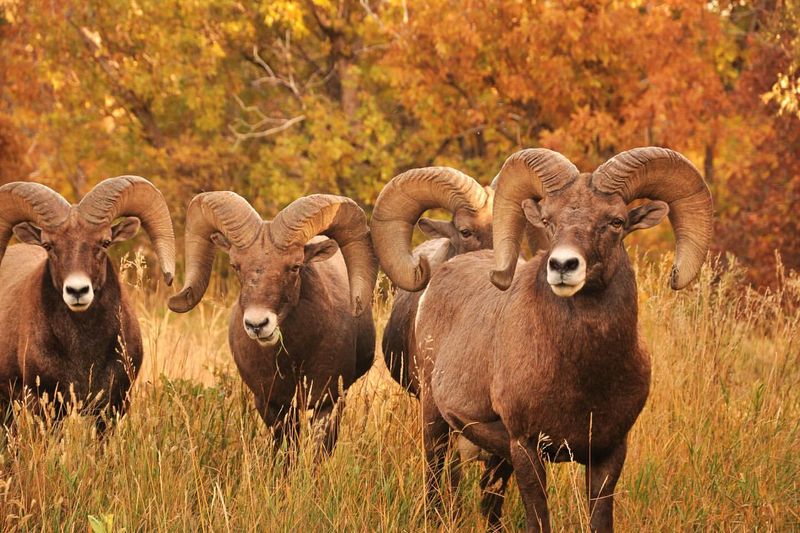 Bighorn Sheep