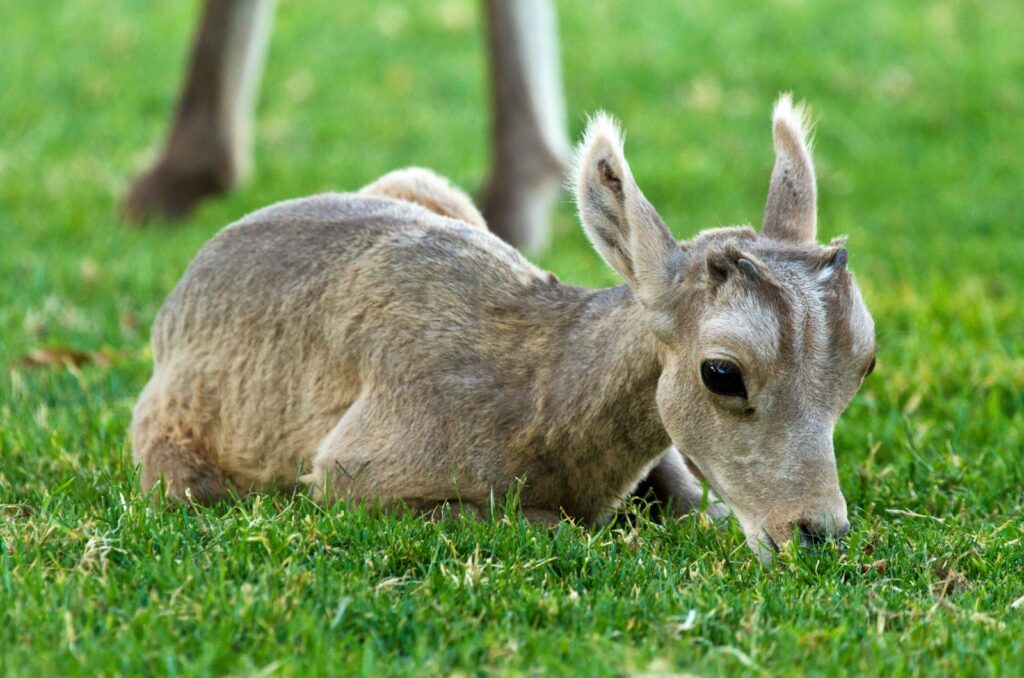 Bighorn Sheep Lamb