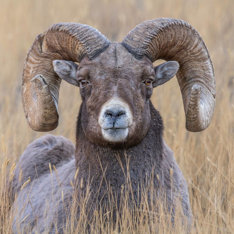 Bighorn Sheep