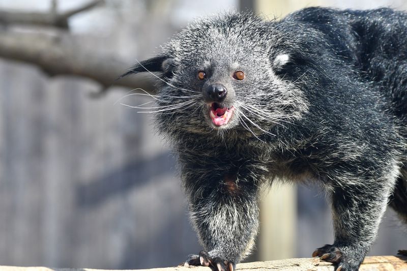 Binturong