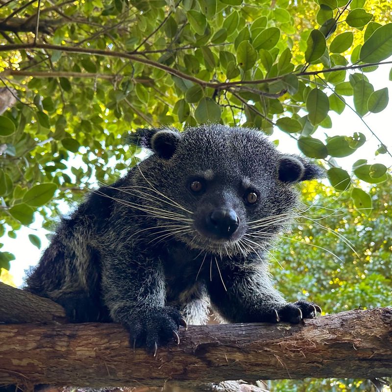 Binturong in Indonesia