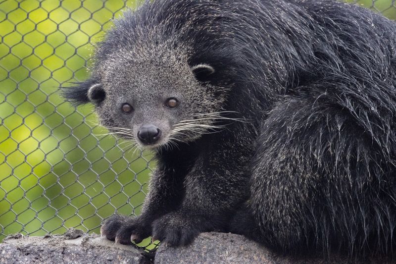 Binturong