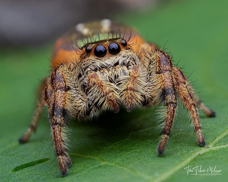 Biofluorescent Spiders