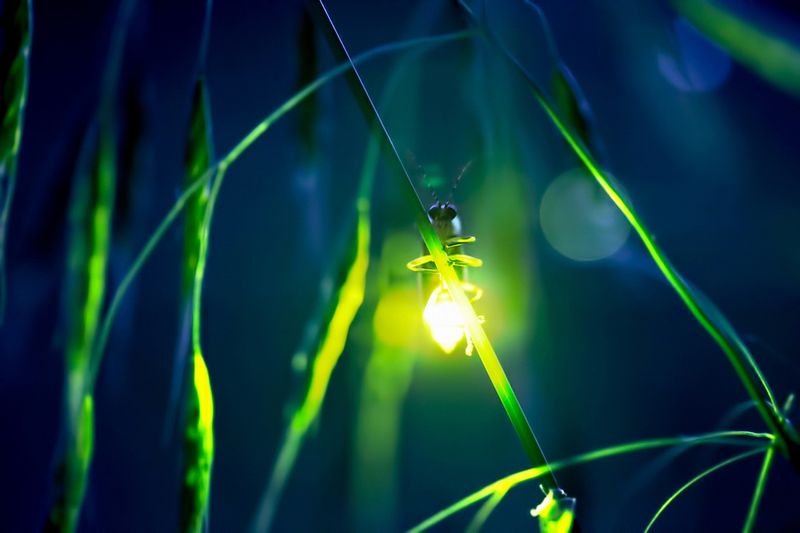 Bioluminescence by Fireflies