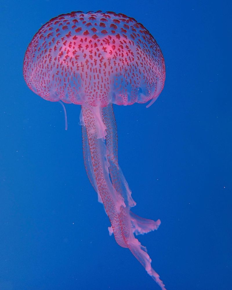 Bioluminescent Jellyfish