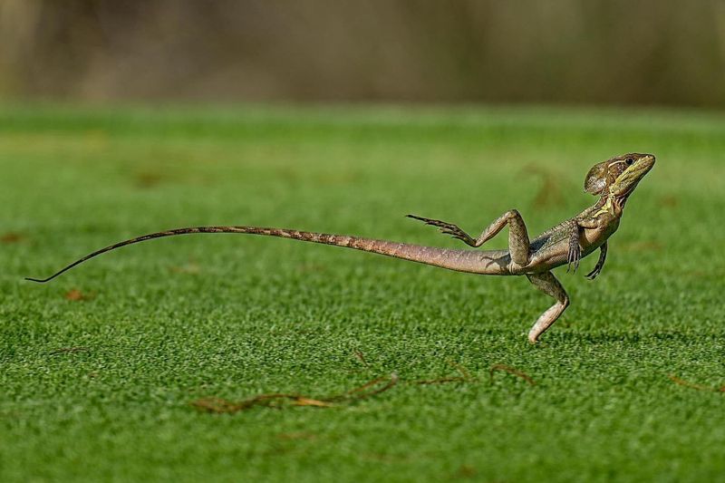 Bipedal Running