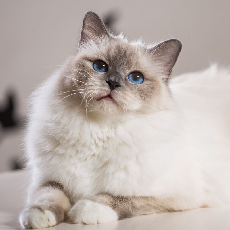 Birman