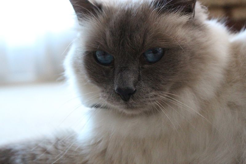 Birman