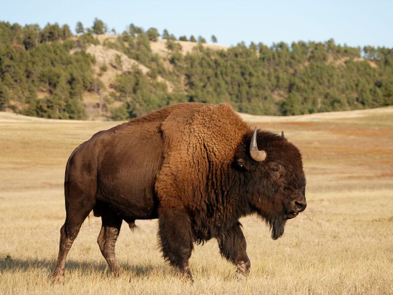 Bison