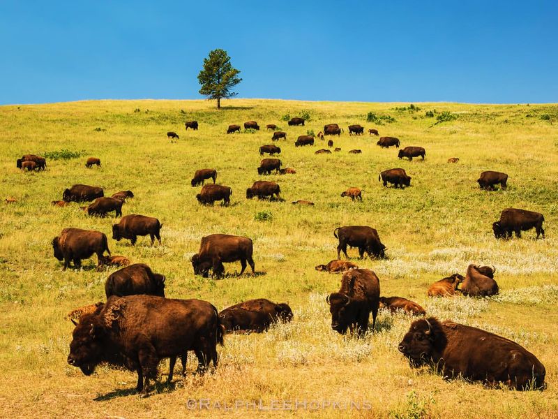 Bison Herds Grazing