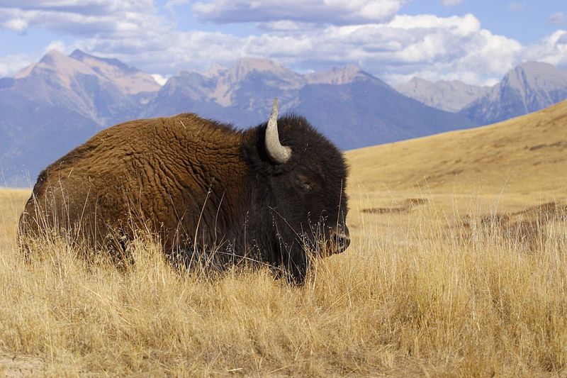 Bison - Poland