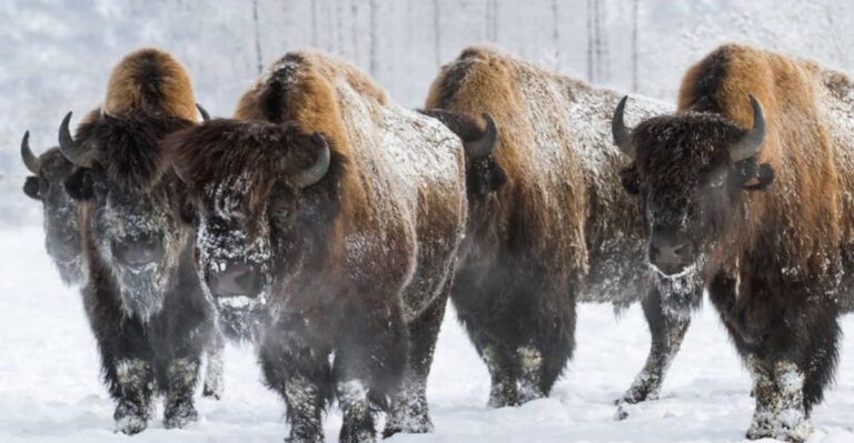 Bison Strongholds 12 U.S. States With Massive Herds