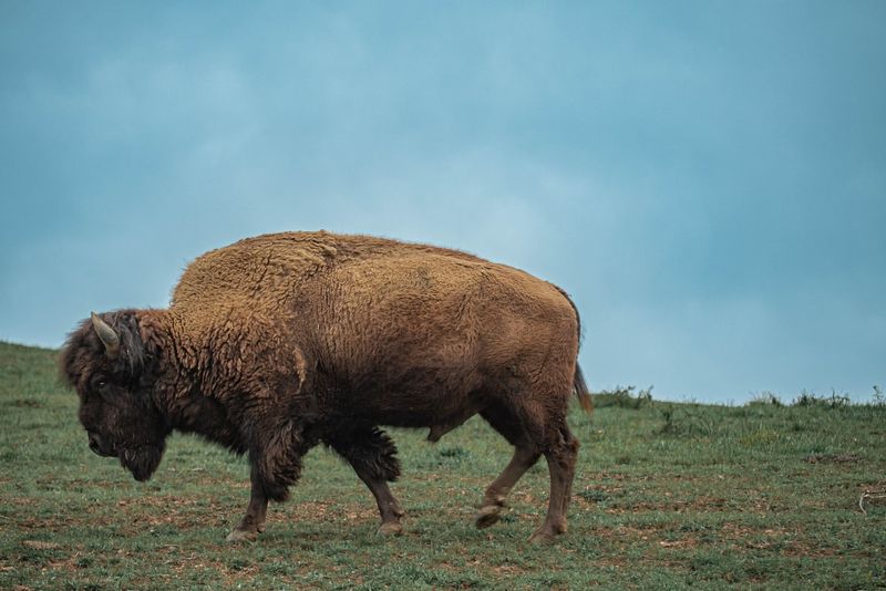 Bison